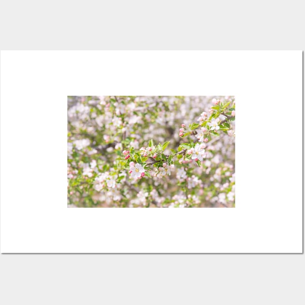 Pastel Pink Springtime Orchard Apple Blossoms in Naramata Wall Art by Amy-K-Mitchell